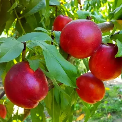 Нектарин НЕКТАРЕД-4 в Борисове