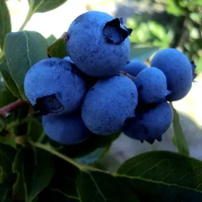 Голубика ДЖЕРСИ в Борисове