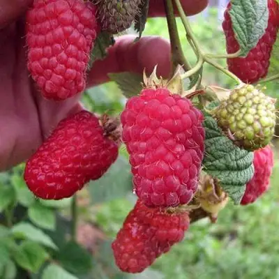 Малина МАРОСЕЙКА в Борисове