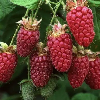 Малина РУБИНОВОЕ ОЖЕРЕЛЬЕ в Борисове