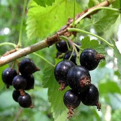 Смородина чёрная БИНАР в Борисове