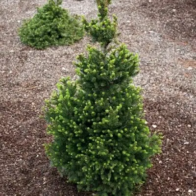 Ель ВИЛС ЦВЕРГ обыкновенная в Борисове