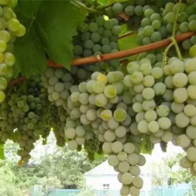 Виноград АНАНАСНЫЙ РАННИЙ в Борисове