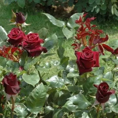 Роза БЛЭК БАККАРА чайно-гибридная в Борисове