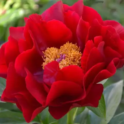 Пион МАКИНАК ГРАНД травянистый в Борисове