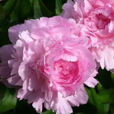 Пион ЛЕТЯЩИЙ ЖУРАВЛЬ травянистый в Борисове