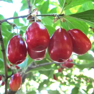 Кизил ЛУКЬЯНОВСКИЙ в Борисове