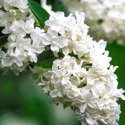 Сирень МАДАМ ЛЕМУАН в Борисове