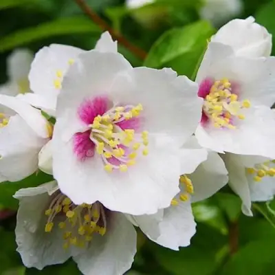 Жасмин БЕЛЬ ЭТУАЛЬ в Борисове