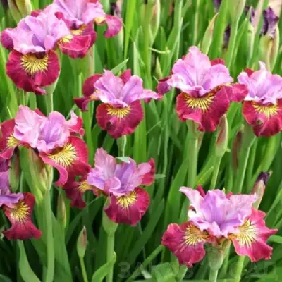 Ирис МИСС ЭППЛ сибирский в Борисове
