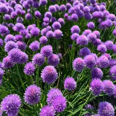 Лук-шнитт в Борисове