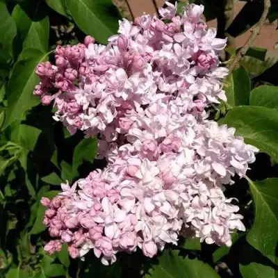 Сирень МИЛОСЕРДИЕ в Борисове