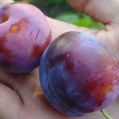 Слива РЕНКЛОД в Борисове