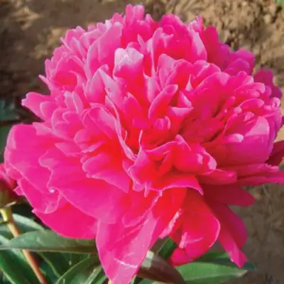 Пион РУБИНОВЫЙ СВЕТ травянистый в Борисове