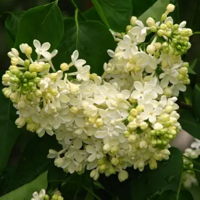 Сирень ПРИМРОУЗ в Борисове