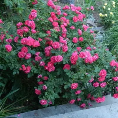 Роза ДЖОРДЖ ВАНКУВЕР флорибунда в Борисове