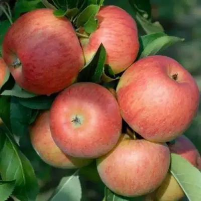 Яблоня ТОПАЗ в Борисове