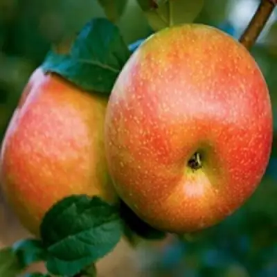 Яблоня ПЕРСИКОВАЯ в Борисове