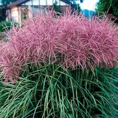 Мискантус МАЛЕПАРТУС китайский  в Борисове