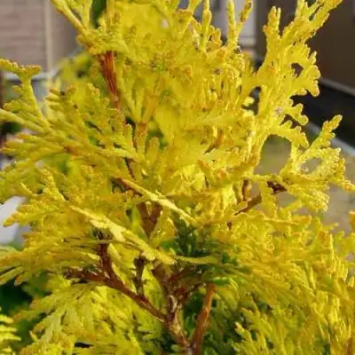 Туя ЕВРОПА ГОЛД западная в Борисове