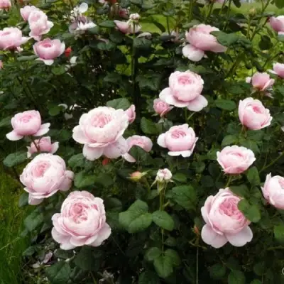 Роза КУИН ОФ СУИДЕН (КОРОЛЕВА ШВЕЦИИ) английская в Борисове