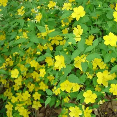 Керрия японская ГОЛДЕН ГИНЕЯ в Борисове