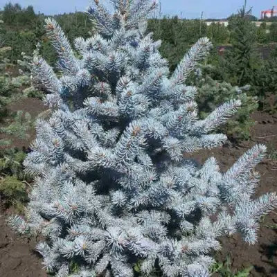 Ель МИСТИ БЛЮ голубая в Борисове
