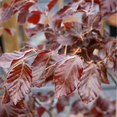 Бук лесной АТРОПУНИЦЕА в Борисове