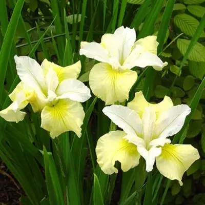 Ирис ЙЕЛЛОУ ТЕЙЛ сибирский в Борисове