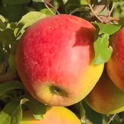 Яблоня САКАВИТА в Борисове