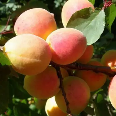 Абрикос СЮРПРИЗ в Борисове