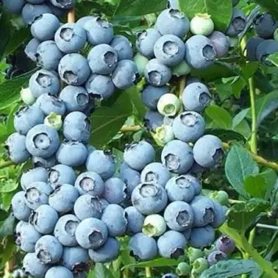 Голубика НОРТЛАНД в Борисове