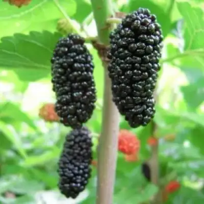 Шелковица ГАЛИЦИЯ в Борисове