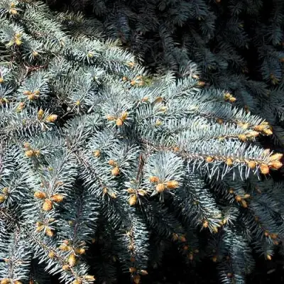 Ель НАНА сизая в Борисове