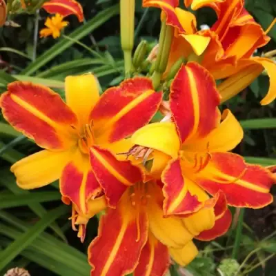 Лилейник ФРАНС ХАЛС в Борисове