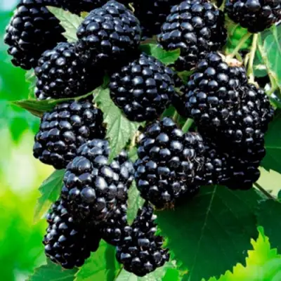 Ежевика ЛОХТЕЙ бесшипная в Борисове