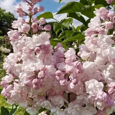 Сирень КРАСАВИЦА МОСКВЫ в Борисове