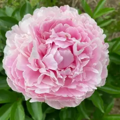 Пион КАТРИН ФОНТЕЙН травянистый в Борисове