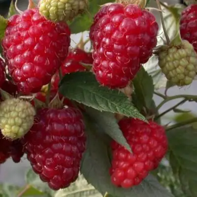 Малина ЭЛЕГАНТНАЯ в Борисове