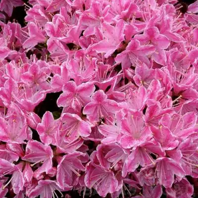 Азалия КЕРМЕСИНА РОУЗ японская в Борисове