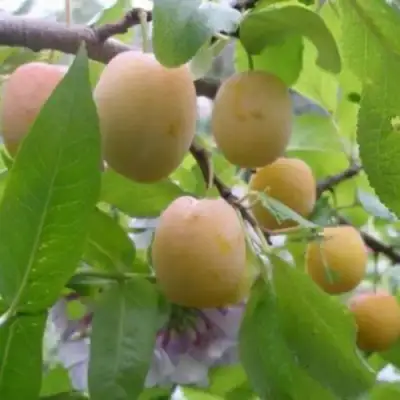 Слива УТРО в Борисове