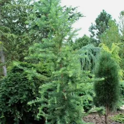 Лиственница КЕМПФЕРА в Борисове