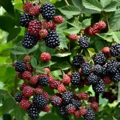 Ежевика РУБЕН ремонтантная  в Борисове