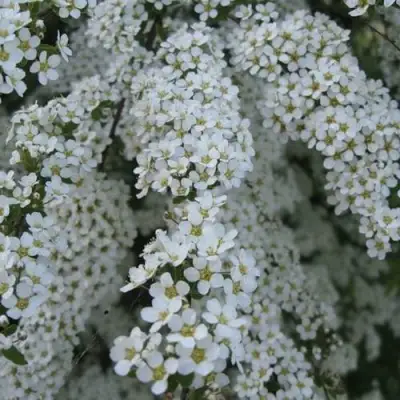 Спирея АРГУТА в Борисове