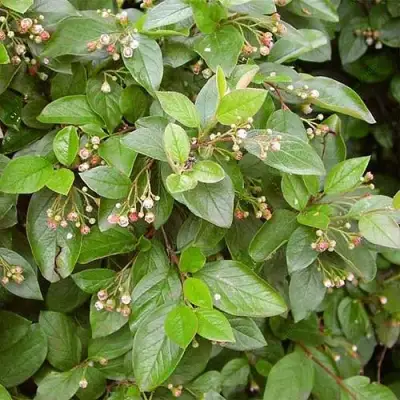 Кизильник блестящий в Борисове