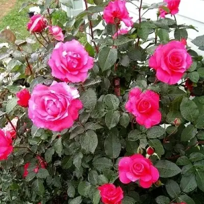 Роза МАЛИНОВЫЙ ЗВОН чайно-гибридная в Борисове