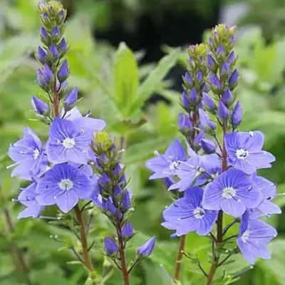 Вероника РОЯЛ БЛЮ большая в Борисове