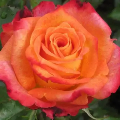 Роза ВАУ чайно-гибридная в Борисове