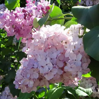 Сирень ГОРТЕНЗИЯ в Борисове