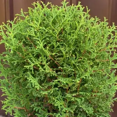 Туя ХОЗЕРИ западная в Борисове